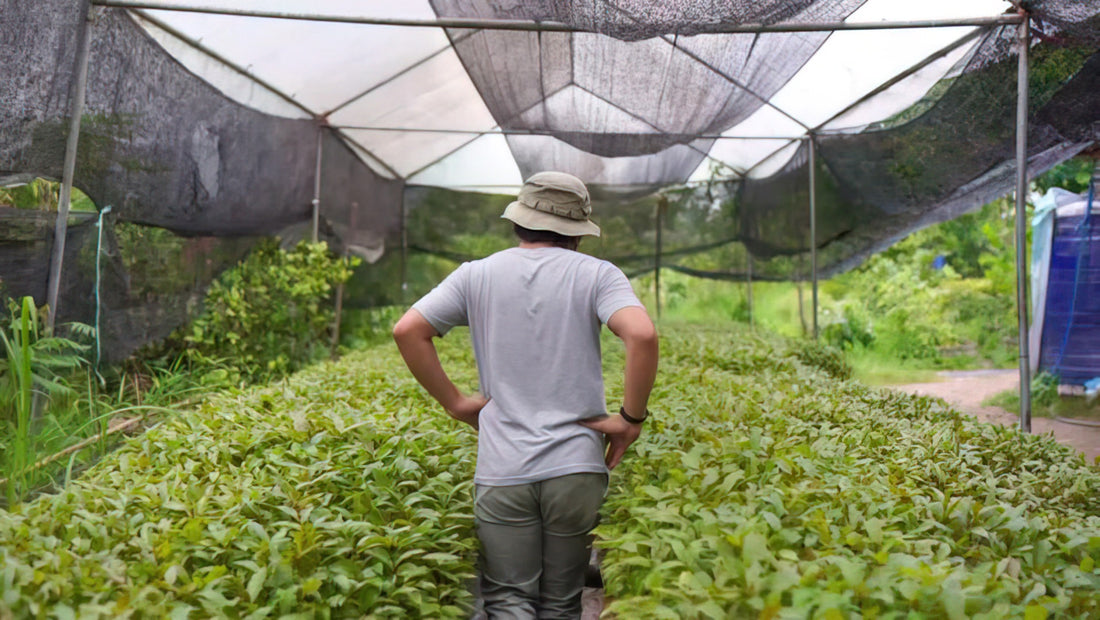 What is Kratom and What are The Benefits?